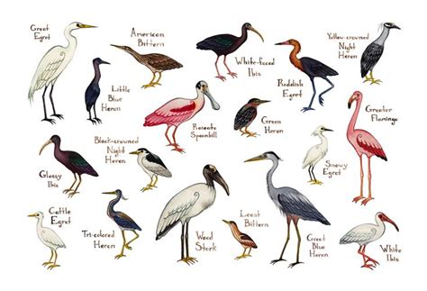 Wading Birds Field Guide Art Print | Guided art, Bird poster, Field guide