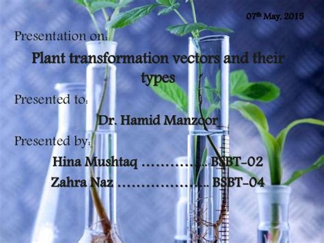 Plant transformation vectors and their types