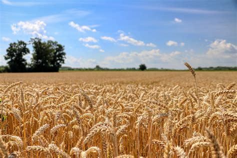 Field Wheat Grain - Free photo on Pixabay - Pixabay