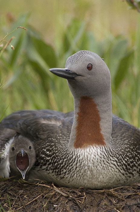 Red-throated Loon ~ 24-27" (61-69 cm). A small loon seldom seen far ...