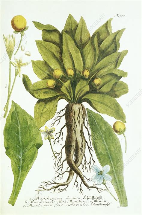 Mandrake plant, historical artwork - Stock Image - C008/8652 - Science ...