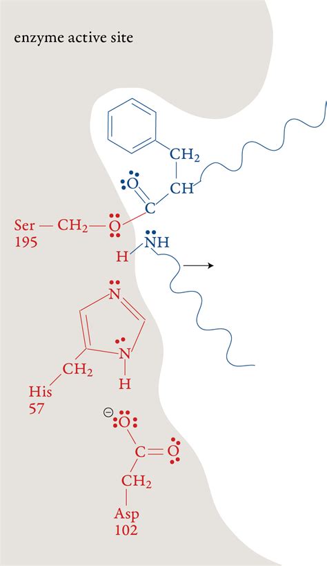 Chymotrypsin