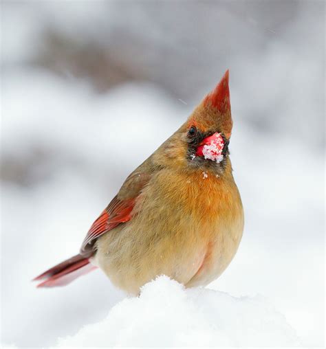 Female Cardinal In The Snow Free Stock Photo - Public Domain Pictures