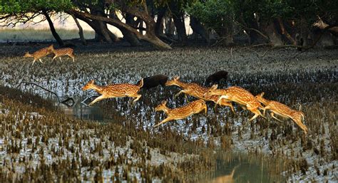 Sundarbans Wildlife Tour – 3N/4D