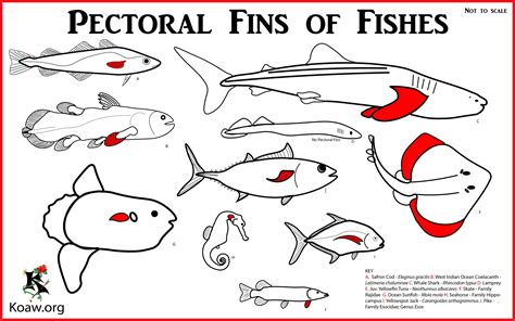 The Fishes. What is a fish? Answered here. — Koaw Nature