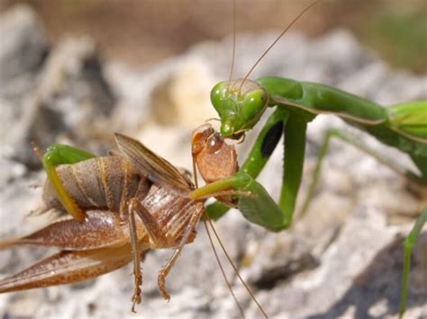 15 Praying Mantis Facts - Fact Animal