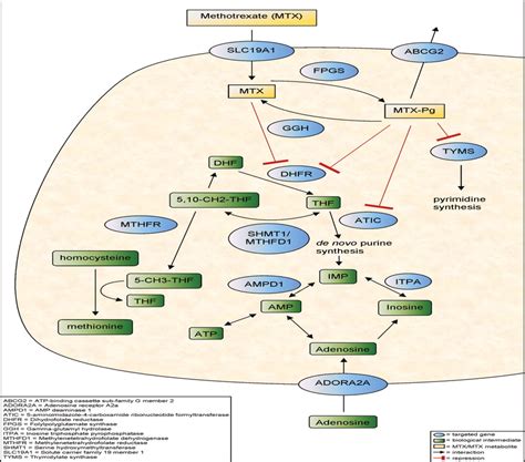 Schematic diagram of the key enzymes and pathways involved in the ...