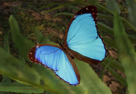 Menelaus Blue Morpho | Planet Zoo Wiki | Fandom