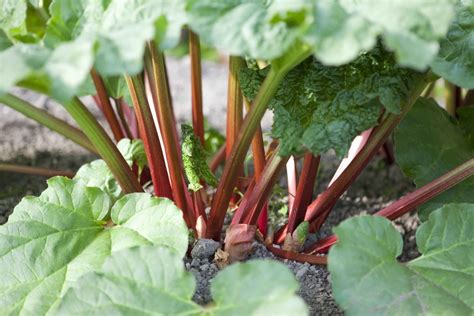 What Does Rhubarb Taste Like? The Taste You Need To Know