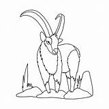 Desenho Cabra de Montanha Siberiana Para Colorir  Coloring For Kidscom sketch template