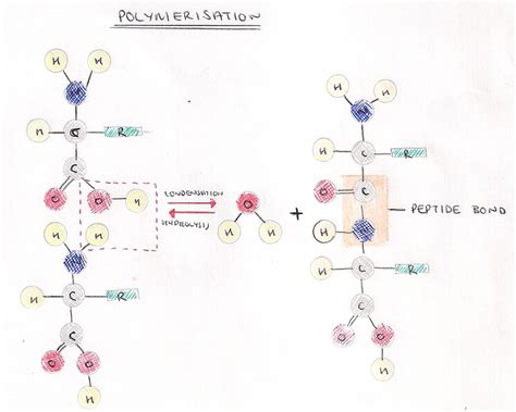 3.6 Structure of Proteins - a level biology student