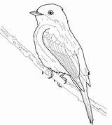 Eastern Bluebird Coloring Page Pages sketch template