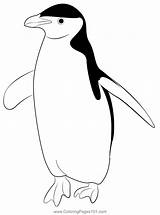 Penguin 7 Coloring Page For Kids  Free Penguins Printable sketch template