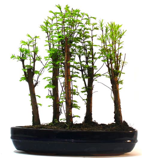 Metasequoia bonsai forest - neurolasopa