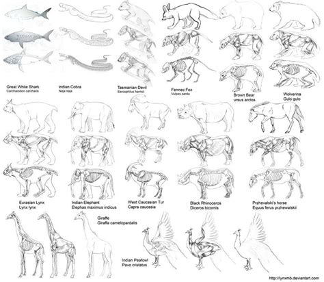 Animal anatomy by LynxMB on DeviantArt Cat Anatomy, Animal Anatomy ...