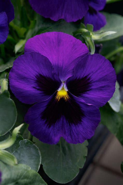 Pansy Seeds Grandio Deep Blue Blotch 25 Pansy Seeds F1 Seeds - Etsy | Pansies, Outside plants ...