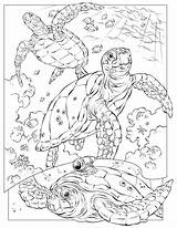 Free Printable Ocean Coloring Pages For Kids sketch template