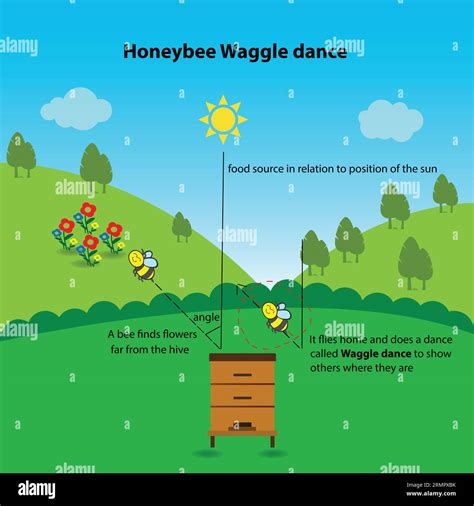 Honeybee waggle dance, educational worksheet Stock Vector Image & Art ...