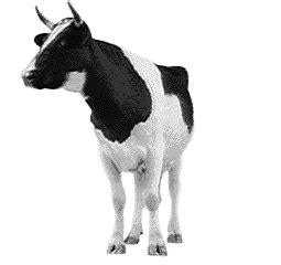 a black and white cow standing in front of a white background with the ...