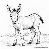 Donkey Coloring Pages  Free & Printable sketch template