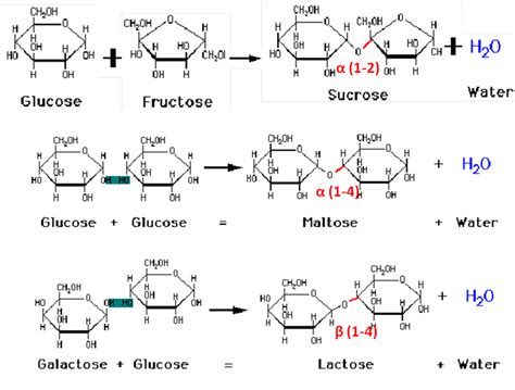 Carbohydrates: Mono saccharides, Di saccharides, Poly saccharides, Muco saccharides and Oligo ...