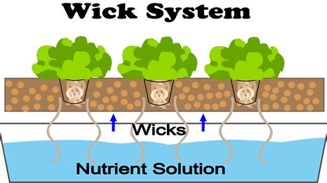 What Is Wick Hydroponics? - NoSoilSolutions