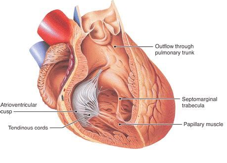 Papillary muscle - wikidoc