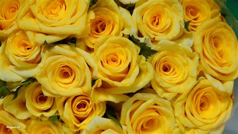 Yellow Roses Wallpaper (67+ images)