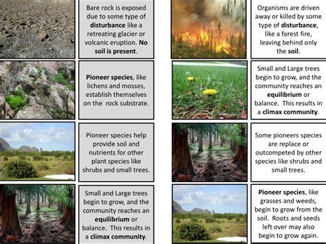 PPT - Pioneer species , like lichens and mosses, establish themselves on the rock substrate ...