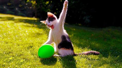 Try Not To Laugh : Funny Cats Playing Ball | Top Cats Video Compilation