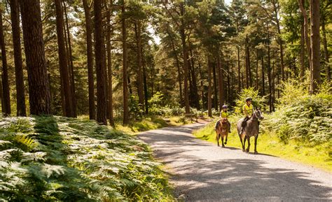 Horse riding trails at Hamsterley Forest | Forestry England