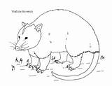 Virginia Opossum Coloring Page By Mama Draw It  TPT sketch template