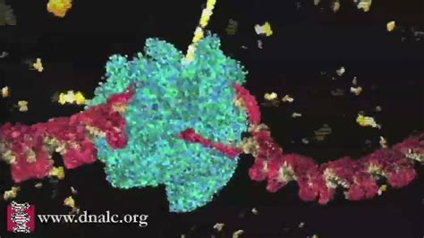 DNA Transcription (Basic) - YouTube