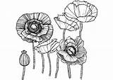 Poppy Flowers Coloring Page For Kids · Creative Fabrica sketch template