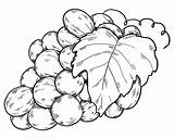 Bunch Of Grapes coloring page  ColouringPages sketch template