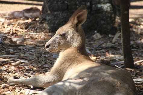 Sunbathing Kangaroo - Picture of Australia Walkabout Wildlife Park, Calga - TripAdvisor