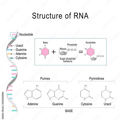 RNA structure. Adenine, Cytosine, uracil, Guanine, Ribose, Nucleotide, Pyrimidine, Purine, and ...