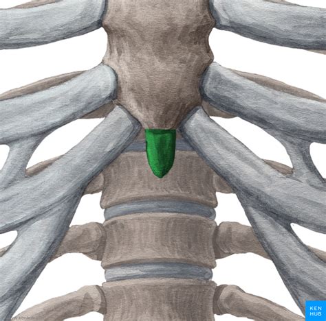 female anatomy back bone