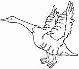 Goose Is Flying Coloring Page  Free Printable Pages For Kids sketch template