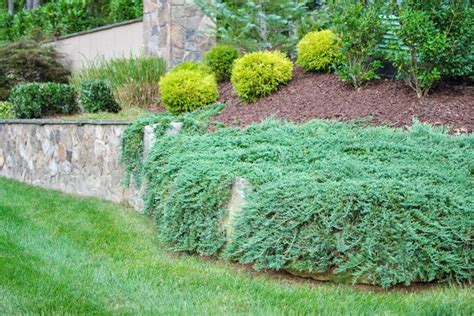 Evergreen Deer Resistant Shrubs - PlantingTree