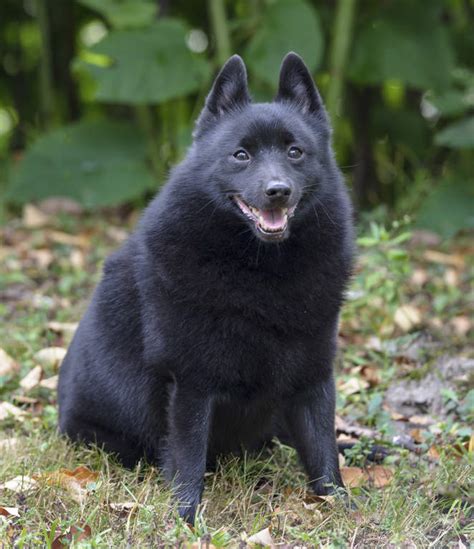 Schipperke Dogs