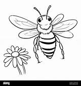 Bee Coloring Pages Drawing For Kids Stock Vector Image & Art  Alamy sketch template