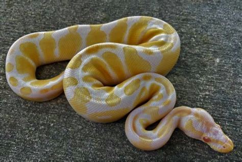 11 Species of Yellow and White Snakes| Facts | by Discover Creatures | Medium