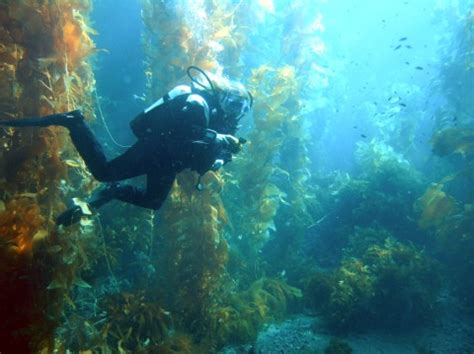 File:Diver in kelp forest.jpg - Wikipedia