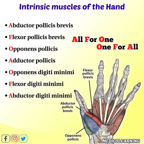 Intrinsic Muscles of Hand Mnemonic – MedicoLearning