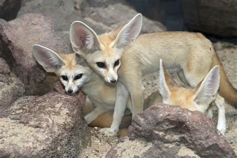 fennec-fox-big-ears-small-artis-zoo-amsterdam - The Family Holiday Guide