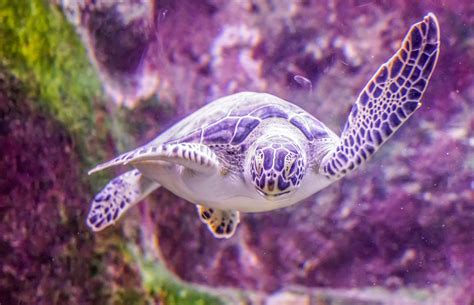 Underwater World Fish Turtles Corals Tropical Sea Ocean Coral Reef