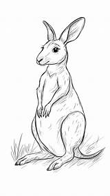 41  Printable Kangaroo Coloring Pages Free Travel To Australia sketch template