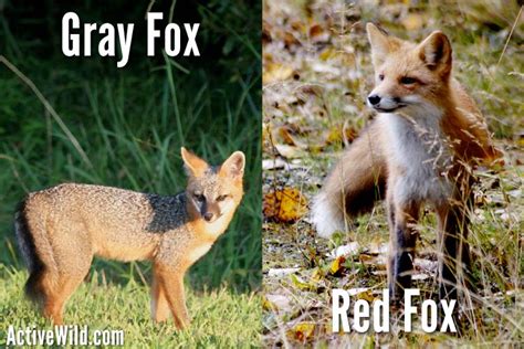 Gray Fox Facts - A Common But Elusive Nocturnal American Canid