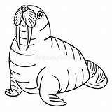 Cute Walrus Coloring Page Stock Illustrations – 129  sketch template